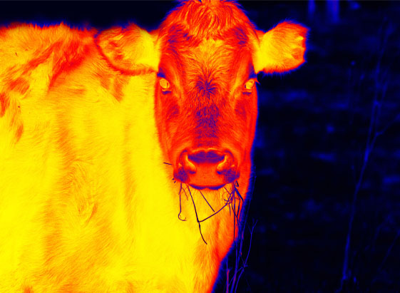 Djurhälsa med värmestrålning